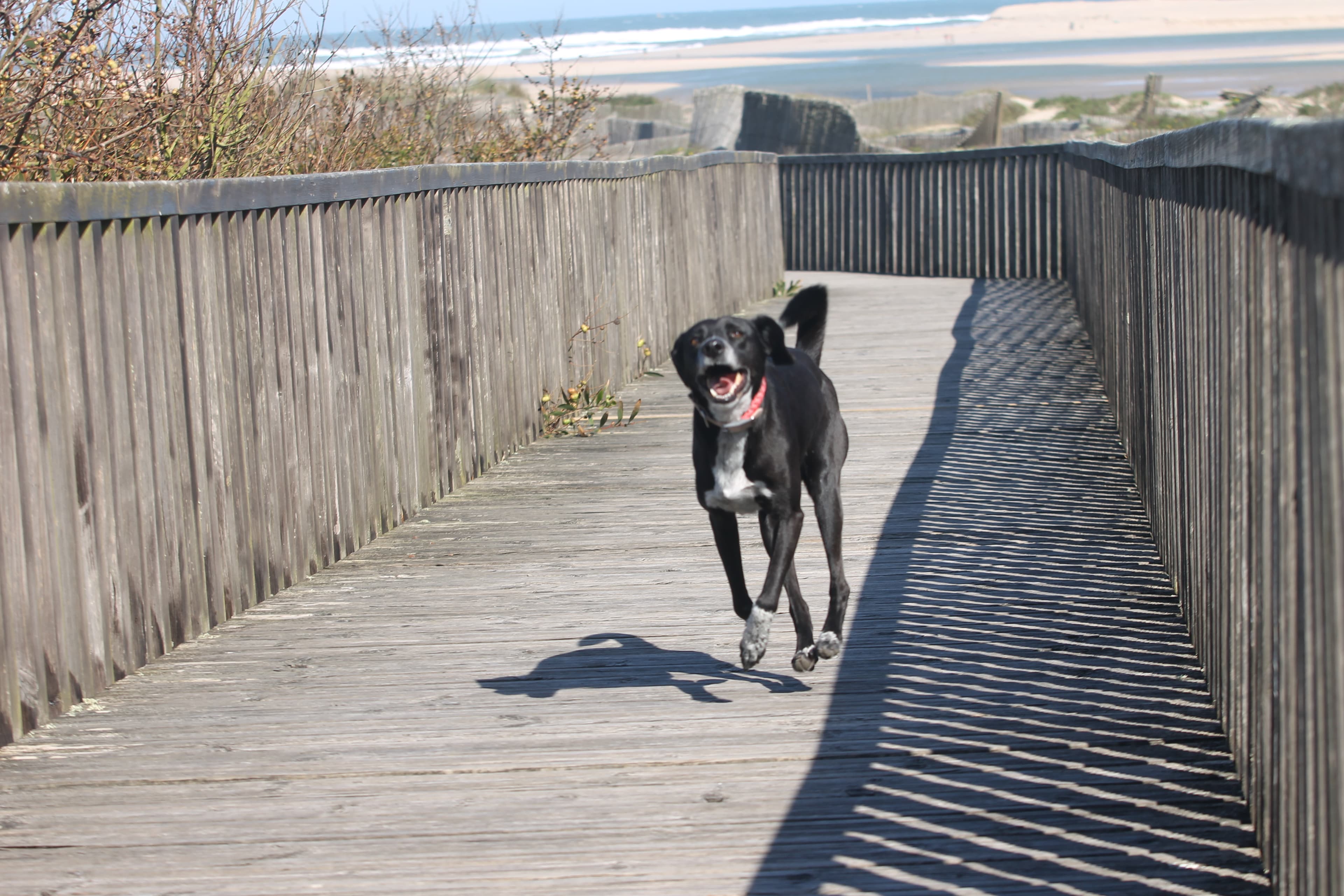 Luna the dog