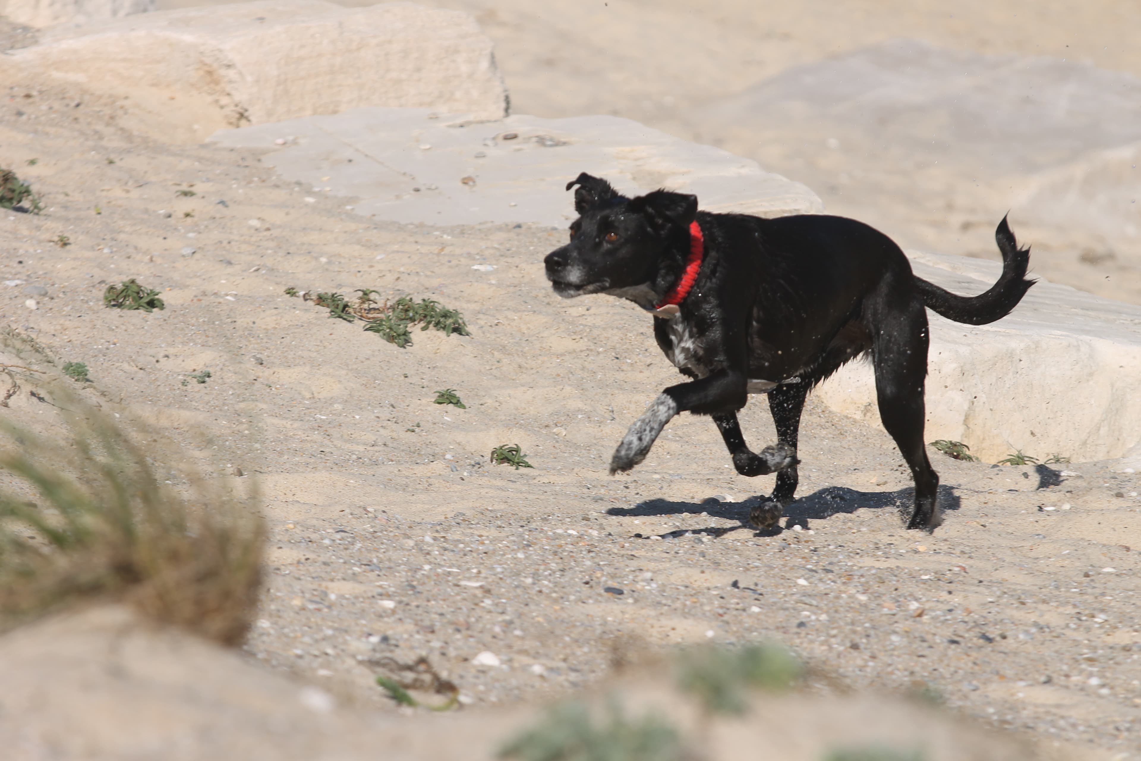 Luna the dog at the lagoon