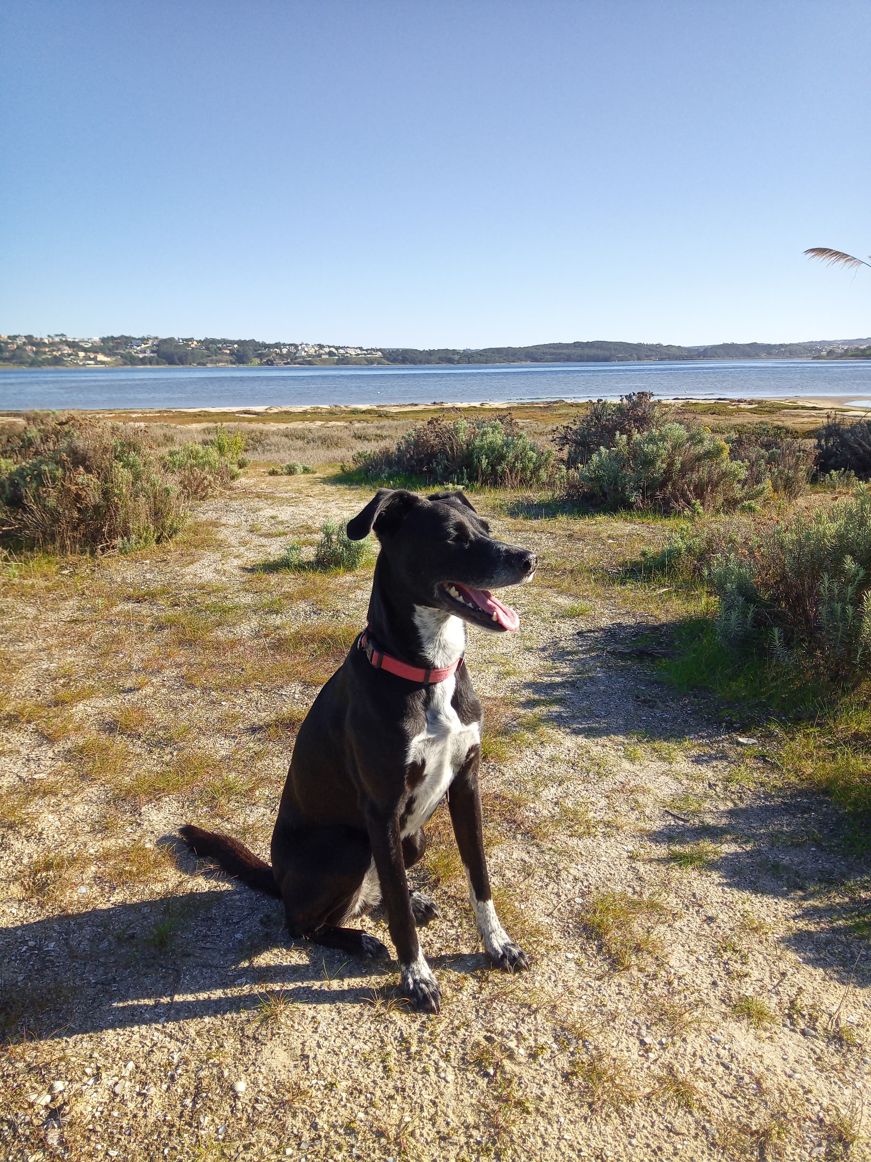 Luna the dog at the lagoon